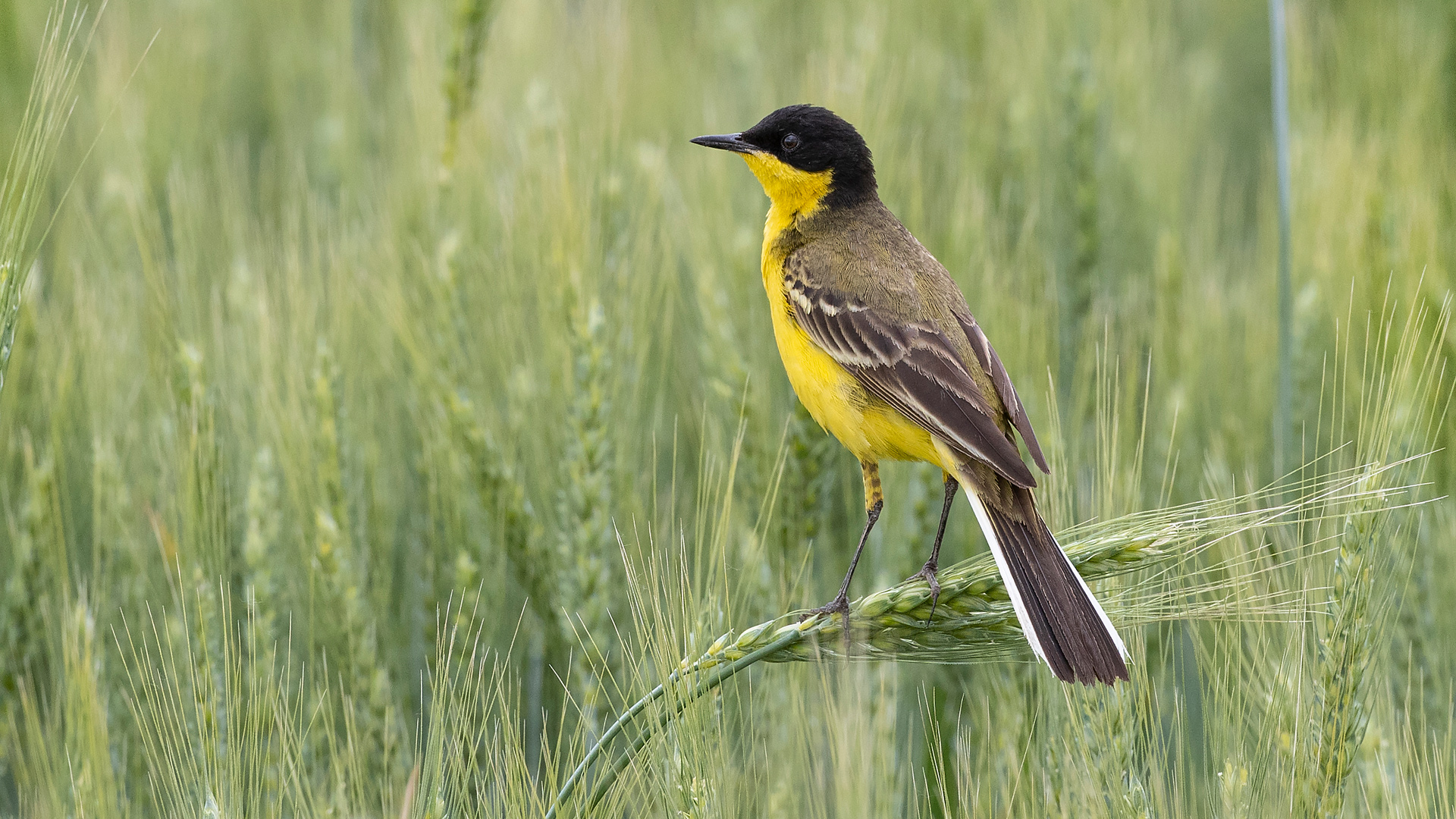 Western Yellow Wagtail